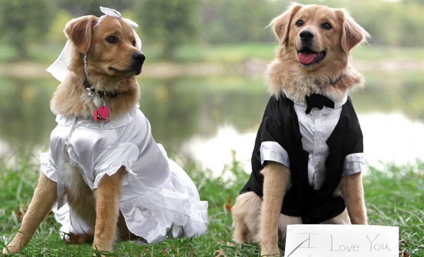 Animal shelter hosts dog wedding in South Carolina for charitable cause
