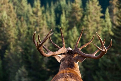 NY hunter harvests highest scoring buck ever in New York State