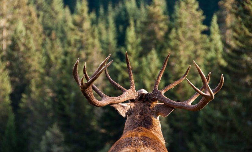 NY hunter harvests highest scoring buck ever in New York State