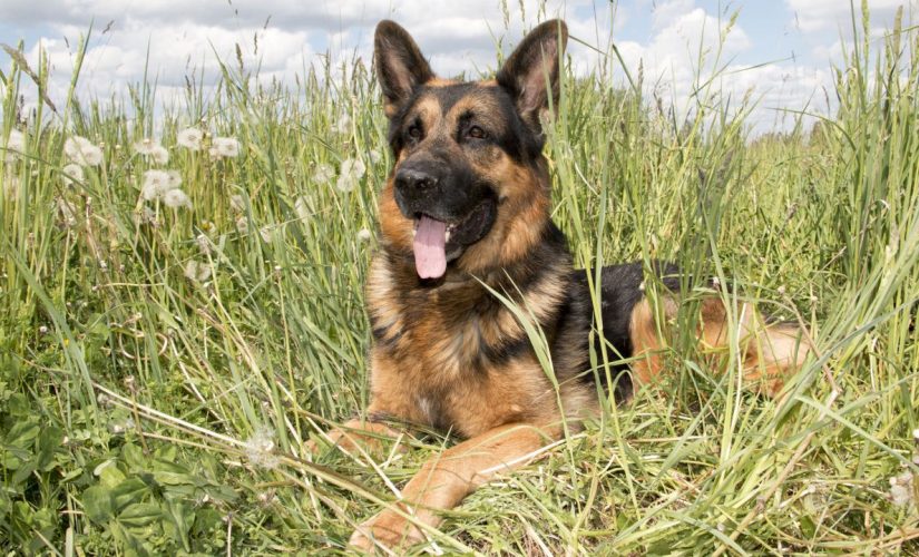 Rescue dog saves owner after stroke: ‘She is my hero’