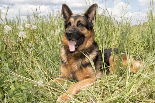 Rescue dog saves owner after stroke: ‘She is my hero’