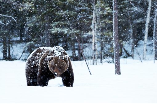 Alaska woman visits outhouse, bear takes a bite out of her backside: report