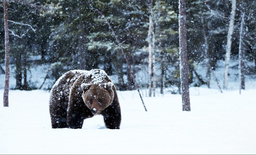 Alaska woman visits outhouse, bear takes a bite out of her backside: report