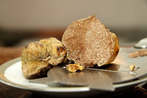 White truffle ‘orchards’ may help bring pricy pasta topping to the masses, French researchers say