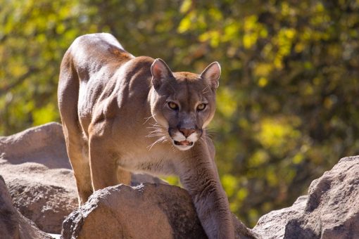 Oklahoma proposes mountain lion hunt after more cats spotted in 2020 than previous years