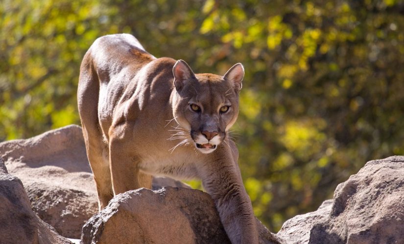 Oklahoma proposes mountain lion hunt after more cats spotted in 2020 than previous years