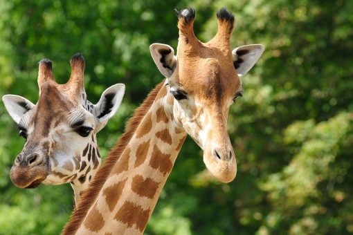 Merelize Van Der Merwe faces backlash for posing with heart of giraffe she killed