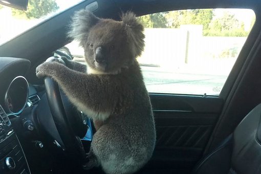 Koala causes 5-car pileup on Australian highway, gets a ride home