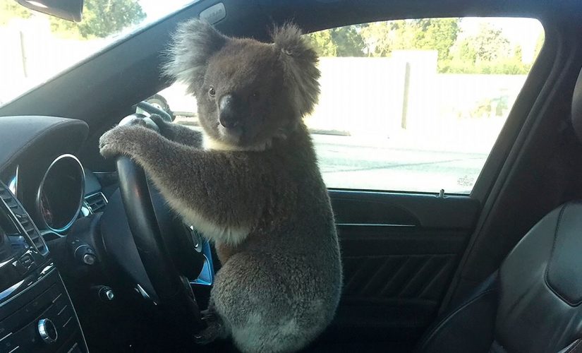 Koala causes 5-car pileup on Australian highway, gets a ride home