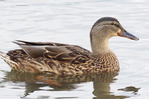 Idaho duck recovering after blow dart shot through face