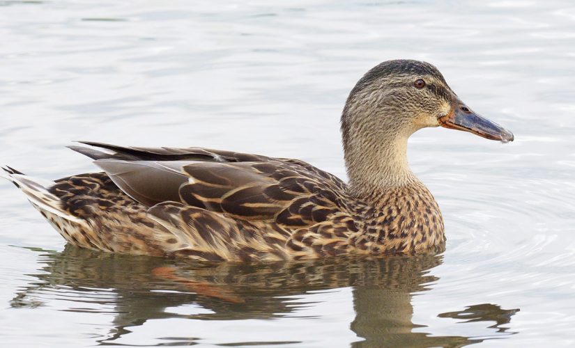 Idaho duck recovering after blow dart shot through face