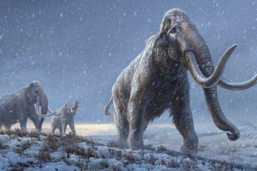 Million-year-old Siberian mammoth DNA breaks record for oldest sequenced