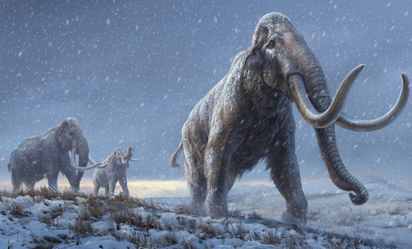 Million-year-old Siberian mammoth DNA breaks record for oldest sequenced