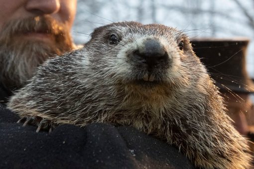 Punxsutawney Phil sees shadow on Groundhog Day, predicts six more weeks of winter