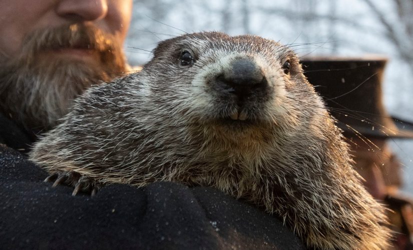 Punxsutawney Phil sees shadow on Groundhog Day, predicts six more weeks of winter