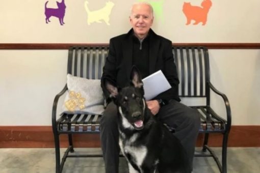 Doctor says Biden’s symptoms have improved since foot fracture while playing with his dog Major