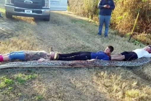 Florida cousins wrangle massive python on their property: ‘My God! What a snake!’