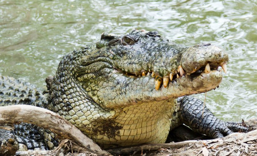 Florida vet team removes sneaker from 341-pound crocodile’s stomach