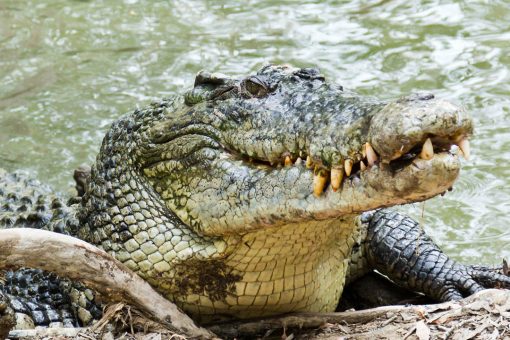 Florida vet team removes sneaker from 341-pound crocodile’s stomach