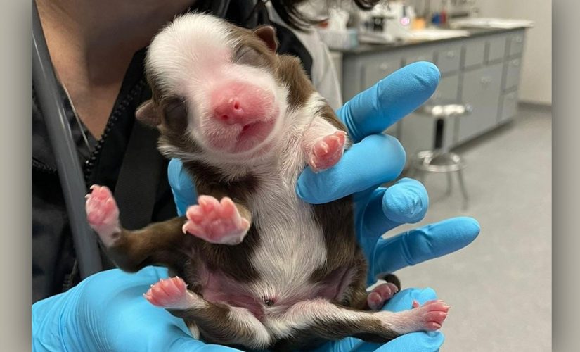 Six-legged dog survives birth in reported first: ‘A miracle’