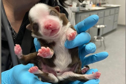 Six-legged dog survives birth in reported first: ‘A miracle’