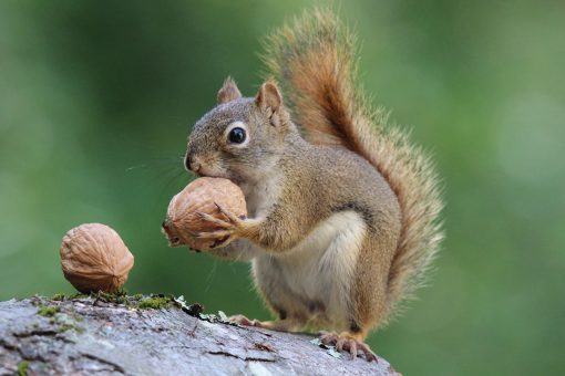 Pennsylvania men accused of hunting squirrels while high on marijuana