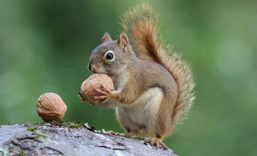 Pennsylvania men accused of hunting squirrels while high on marijuana