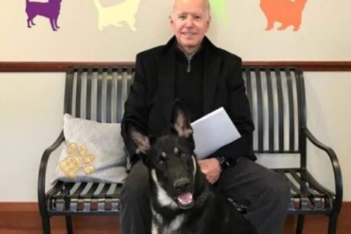 Biden should keep dog Major away from people after 2nd bite: lawyers