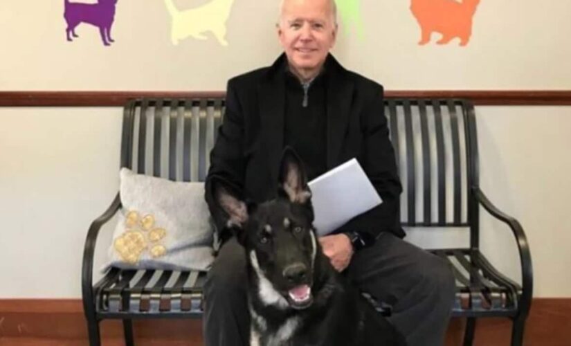 Biden should keep dog Major away from people after 2nd bite: lawyers
