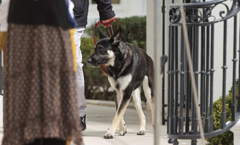 Biden dog poops on White House floor