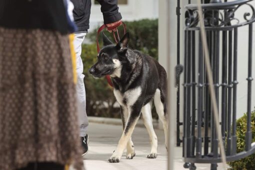 Biden dog poops on White House floor