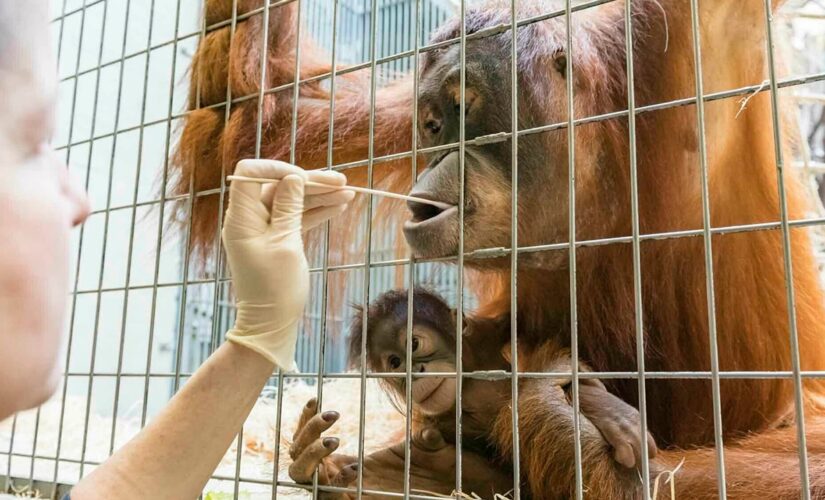 Zoos, scientists aim to protect animals from people spreading coronavirus