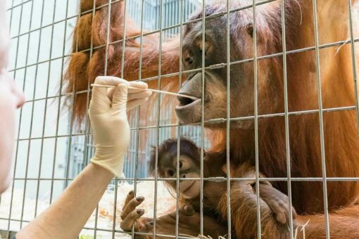 Zoos, scientists aim to protect animals from people spreading coronavirus