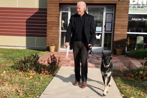 What to know about German shepherds after Major Biden’s ‘biting incident’