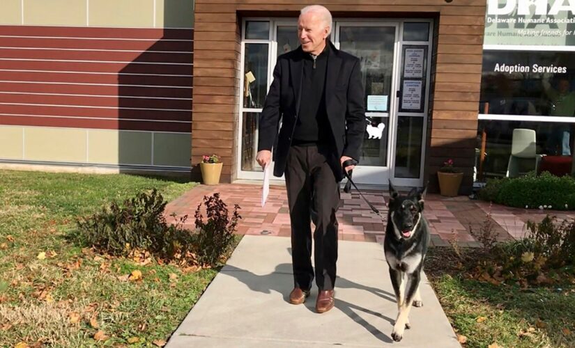 What to know about German shepherds after Major Biden’s ‘biting incident’