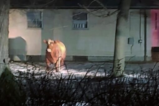 Loose cow is still on the run in Rhode Island, police say: ‘Stay clear of the steer’
