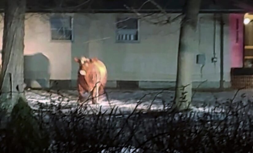 Loose cow is still on the run in Rhode Island, police say: ‘Stay clear of the steer’