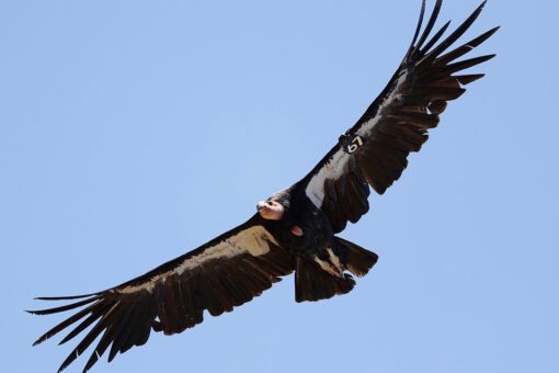 Endangered California bird to be reintroduced to skies for first time in nearly 100 years