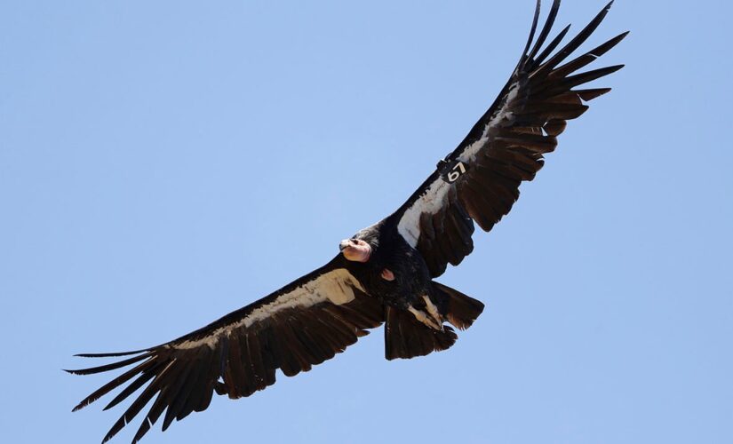 Endangered California bird to be reintroduced to skies for first time in nearly 100 years