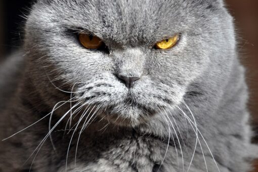 Cat attacks pilot on flight to Qatar, forces plane to divert back to airport