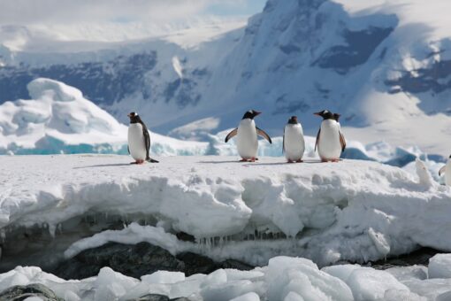 Cruise to Patagonia, Antarctica will see total solar eclipse this December
