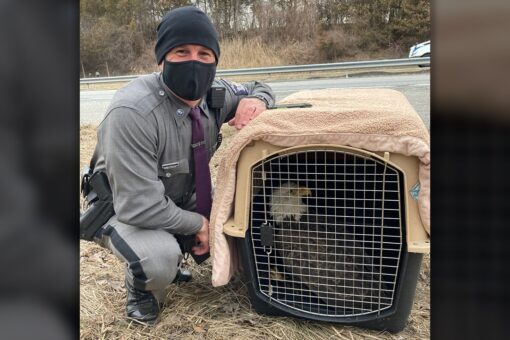 New York state trooper saves wounded bald eagle found on highway