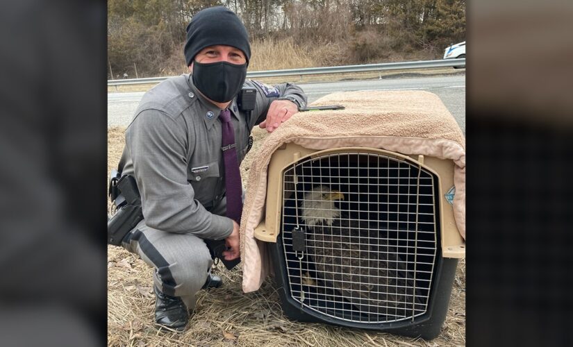 New York state trooper saves wounded bald eagle found on highway