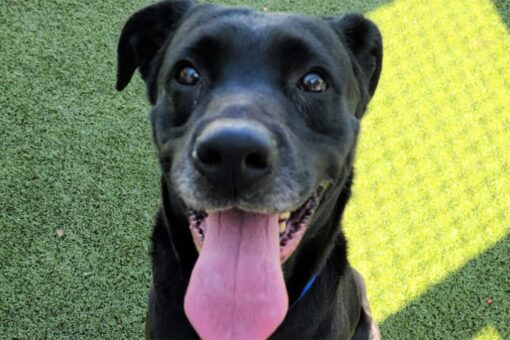 Tampa rescue dog had bullet in its abdomen