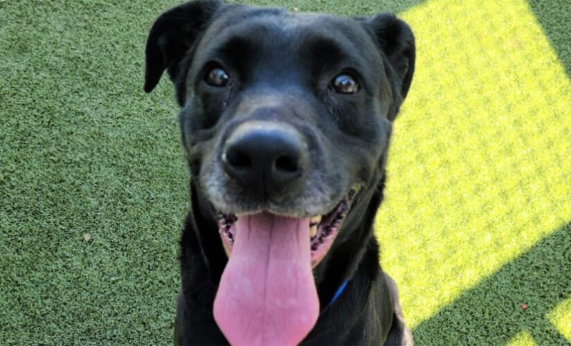 Tampa rescue dog had bullet in its abdomen