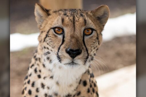 Cheetah attacks Ohio zookeeper, scent of other animals likely triggered the cat