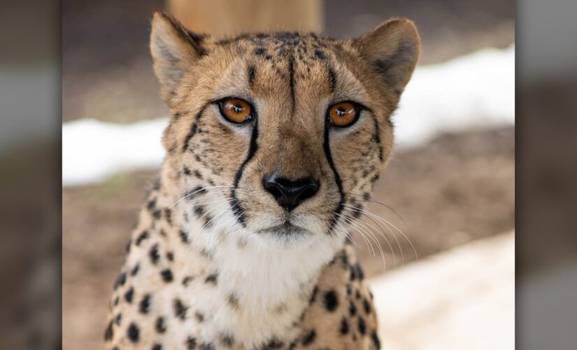 Cheetah attacks Ohio zookeeper, scent of other animals likely triggered the cat