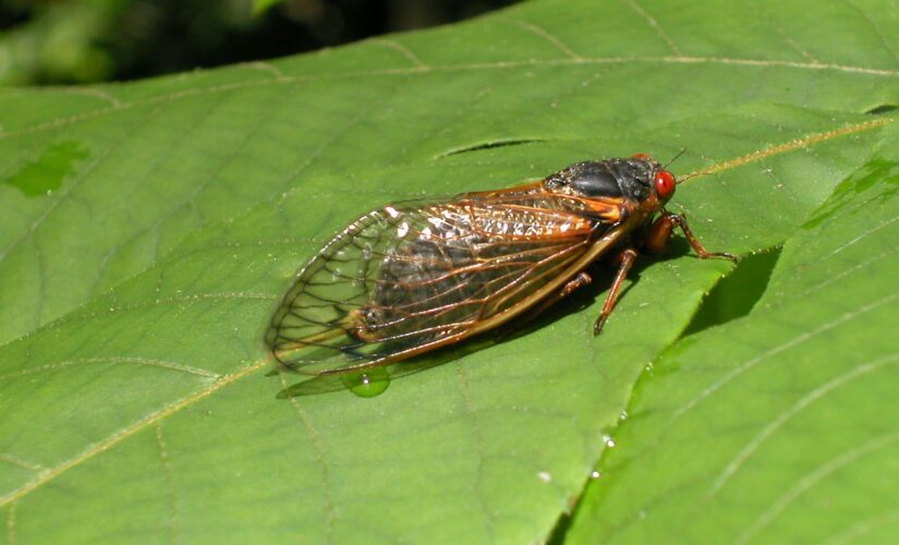 Cicadas living underground for past 17 years to emerge in these states this summer