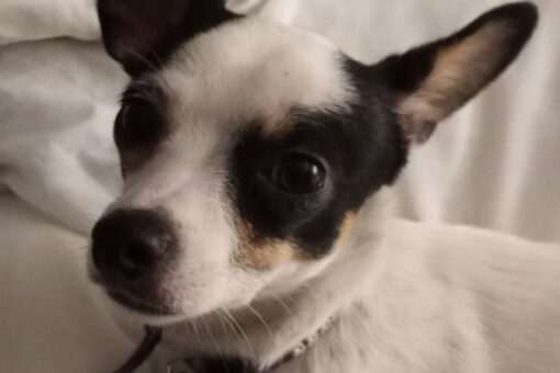 Dog survives fire, 2 weeks alone before being reunited with owner