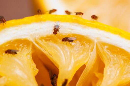 How to prevent fruit flies from infesting your kitchen